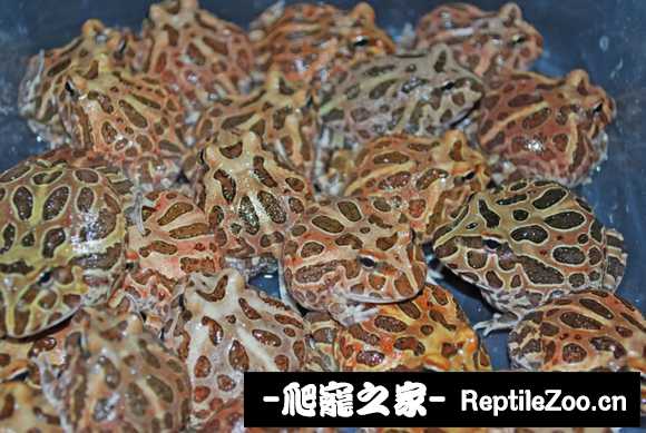 display_picture.php?url=http%3A%2F%2Fimgsa.baidu.com%2Fforum%2Fw%253D580%2Fsign%3D9a83a2abbd3eb13544c7b7b3961fa8cb%2F5ef0bc315c6034a8445636c2ca13495408237616.jpg
