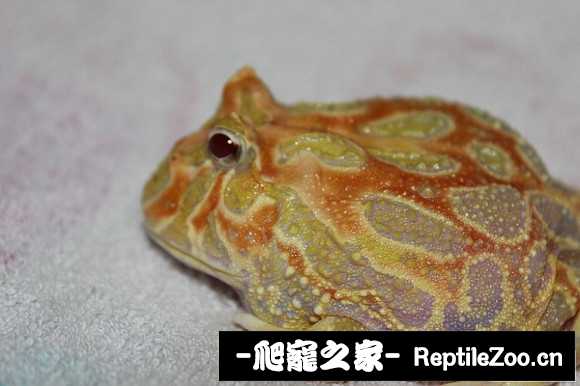 display_picture.php?url=http%3A%2F%2Fimgsa.baidu.com%2Fforum%2Fw%253D580%2Fsign%3D11beb126b219ebc4c0787691b227cf79%2Fc8f142a7d933c895b9cc1638d01373f08302001c.jpg