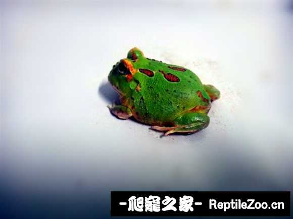 display_picture.php?url=http%3A%2F%2Fimgsa.baidu.com%2Fforum%2Fw%253D580%2Fsign%3D63da086aeac4b7453494b71efffd1e78%2F8572d933c895d143c4c46a6072f082025baf071c.jpg
