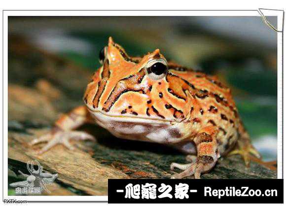 display_picture.php?url=http%3A%2F%2Fimgsa.baidu.com%2Fforum%2Fw%253D580%2Fsign%3Dff3fb5ef4aed2e73fce98624b700a16d%2F74ccebc4b74543a94b63a0a71e178a82b80114b2.jpg