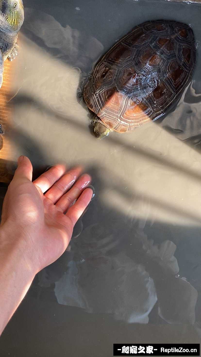 212524prpr3zhrclrprepx.jpeg