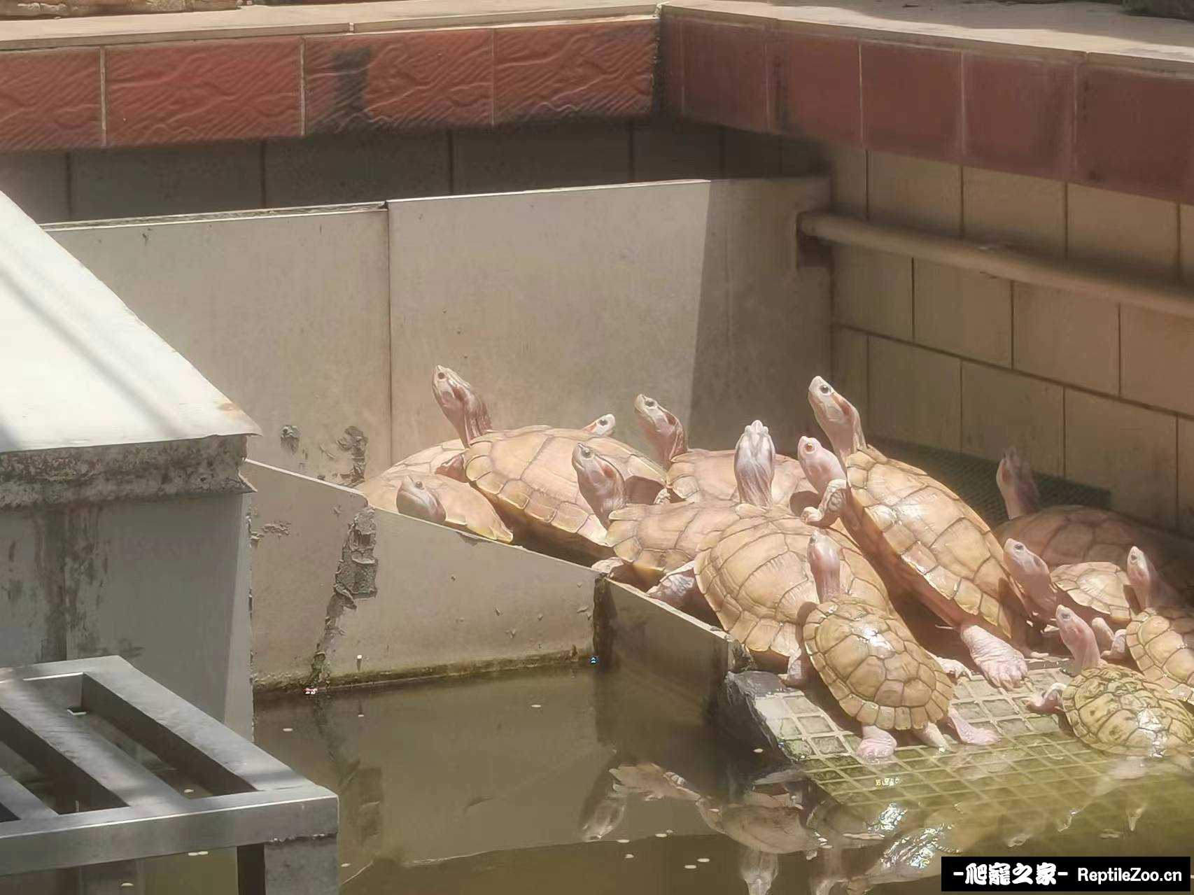 果冻