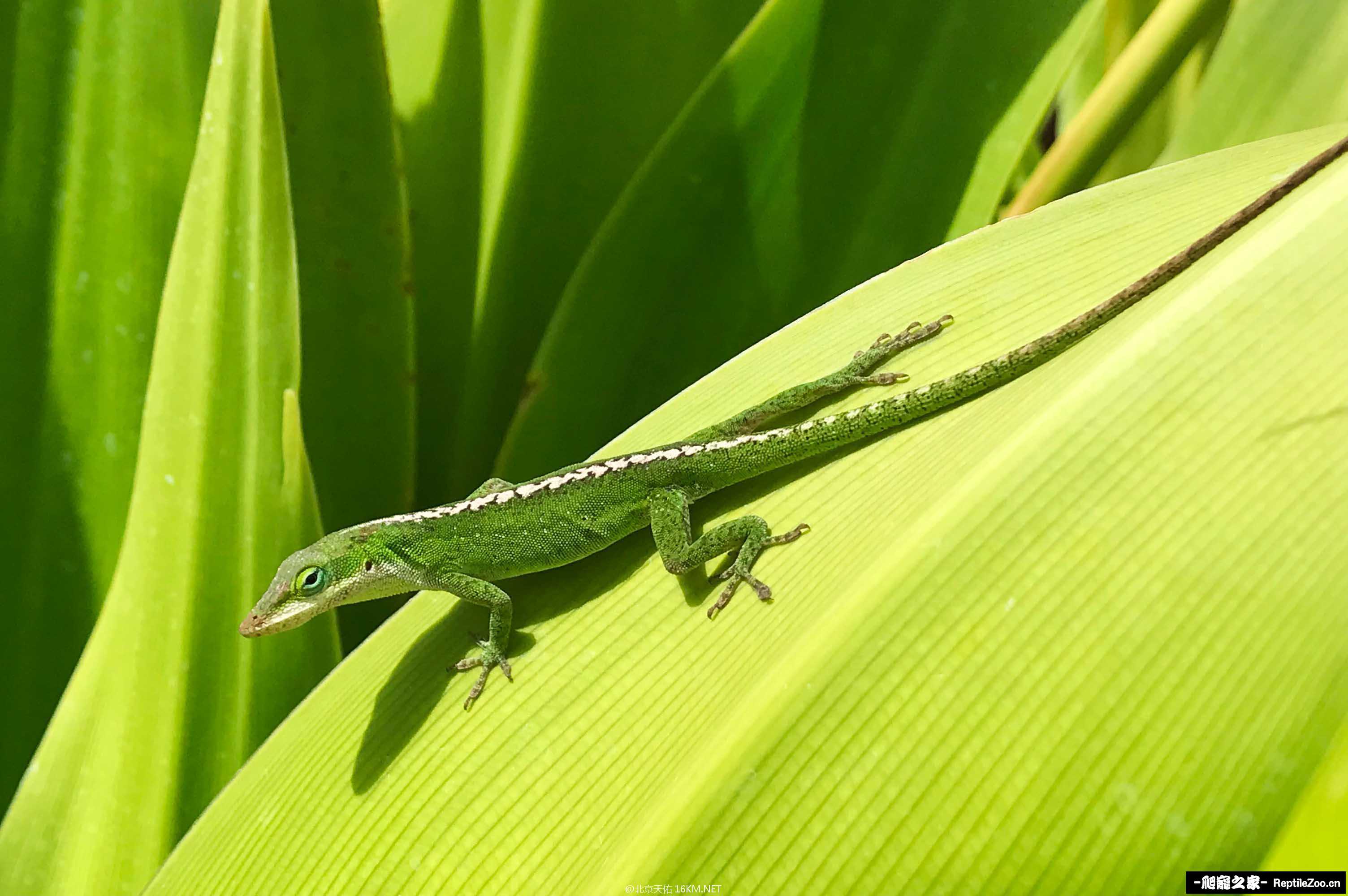 anole_basking.jpg